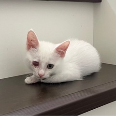 頑張って生きぬいた子猫です💕