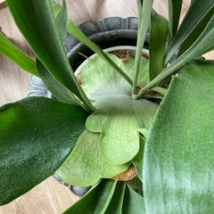 コウモリラン　大株の画像