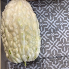 パールゴーヤの画像