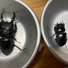 本土ヒラタクワガタ　ペア1の画像