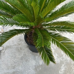 観葉植物　ソテツの画像