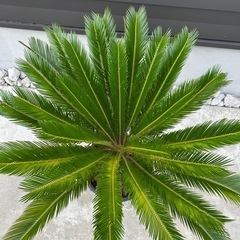 観葉植物　ソテツの画像