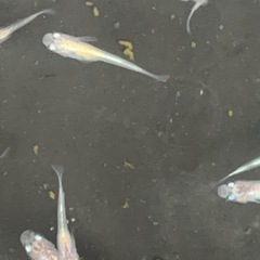 三色メダカ体外光　10匹　選外の画像