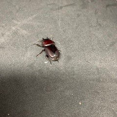 ダイトウヒラタクワガタ♂♀♀トリオの画像
