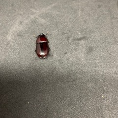 ダイトウヒラタクワガタ♂♀♀トリオの画像