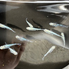 〈数量限定〉蒼黒　10匹セット（選外）♂♀MIX〈まとめて取引大歓迎‼︎〉 の画像
