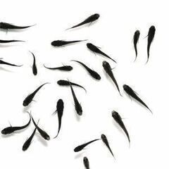 サタン（オロチヒレ長）メダカ　10匹の画像