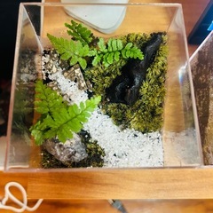 苔テラリウムの画像