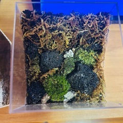 苔テラリウムの画像