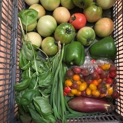 朝一収穫した傷物🍅と🫑と🍆と🌿