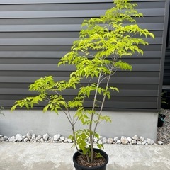 観葉植物　アオダモの画像