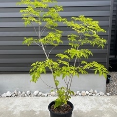 観葉植物　アオダモの画像