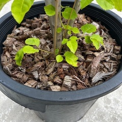 観葉植物　アオダモの画像