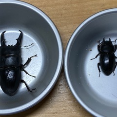 本土ヒラタクワガタ　ペア2の画像