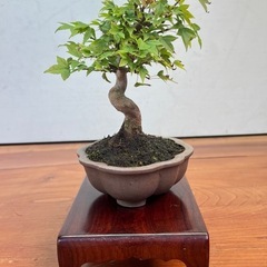 No.8 カエデの小品盆栽の画像