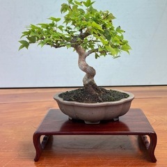 No.8 カエデの小品盆栽の画像