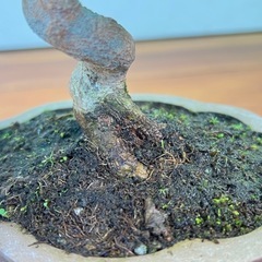No.8 カエデの小品盆栽の画像
