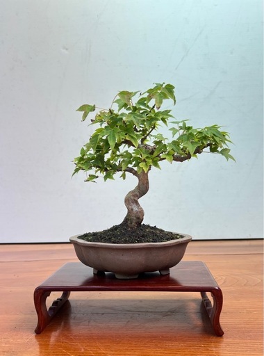 No.8 カエデの小品盆栽