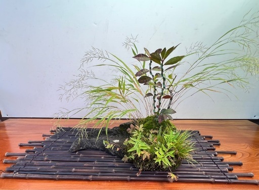 No.2 メダカ鉢にコマユミその他の寄せ植え
