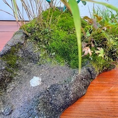 No.2 メダカ鉢にコマユミその他の寄せ植えの画像