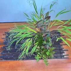 No.2 メダカ鉢にコマユミその他の寄せ植えの画像