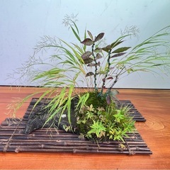 No.2 メダカ鉢にコマユミその他の寄せ植えの画像