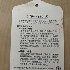 ブラッドオレンジ(タロッコ)の苗の画像
