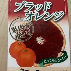 ブラッドオレンジ(タロッコ)の苗の画像