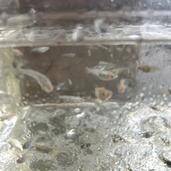 メダカの画像
