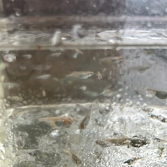 メダカの画像