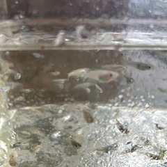 メダカの画像