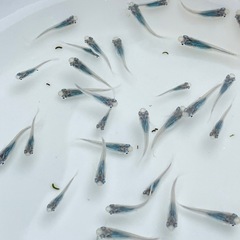 深海　めだか　メダカ
