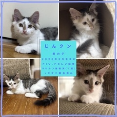 子猫　長毛　甘えん坊 - 名古屋市
