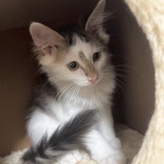 子猫　長毛　甘えん坊