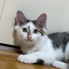 子猫　長毛　甘えん坊 − 愛知県