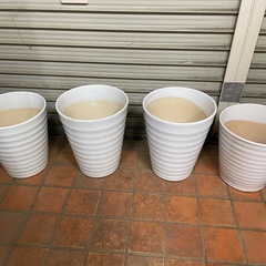 10点　胡蝶蘭鉢の画像