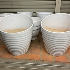 10点　胡蝶蘭鉢の画像