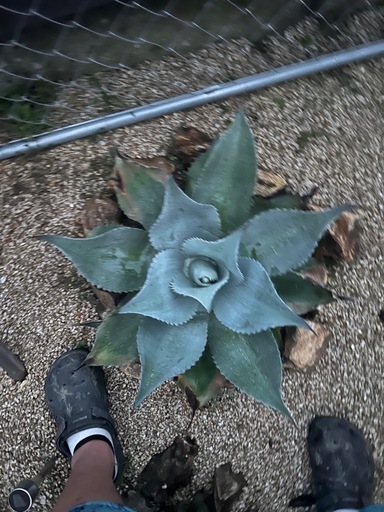 オバティフォリア　大株　抜き苗