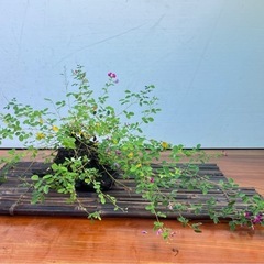 屋久島ハギの石付き盆栽の画像