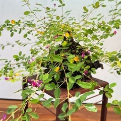 屋久島ハギの石付き盆栽の画像