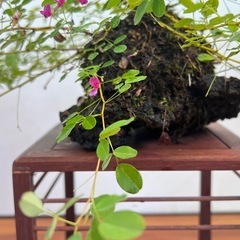 屋久島ハギの石付き盆栽の画像