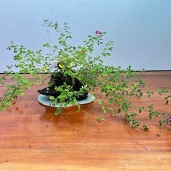 屋久島ハギの石付き盆栽の画像