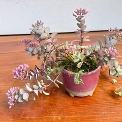 ミセバヤ　山野草の画像