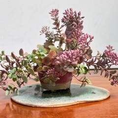 ミセバヤ　山野草の画像