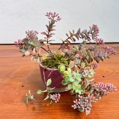 ミセバヤ　山野草の画像