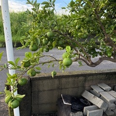カボス無料で差し上げます。の画像