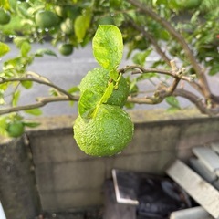 カボス無料で差し上げます。の画像