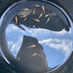 【めだか】楊貴妃 稚魚 10匹の画像