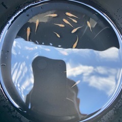 【めだか】楊貴妃 稚魚 10匹の画像