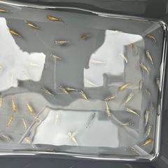 個人飼育のメダカの幼魚の画像